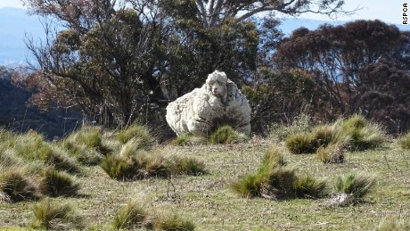 Chris the sheep, the world's woolliest, dies