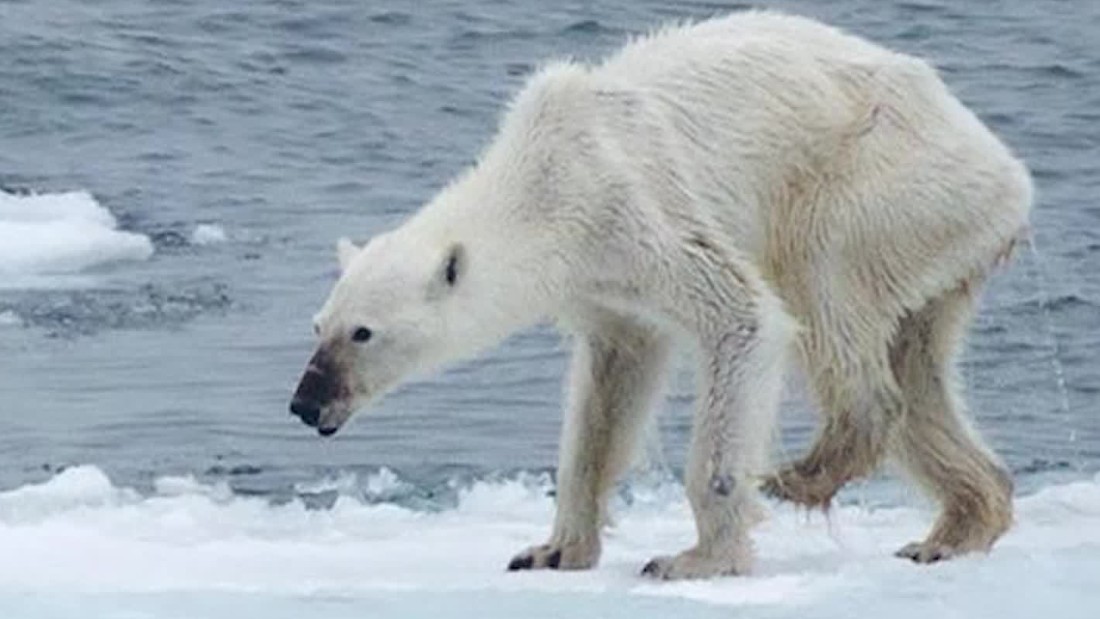 Emaciated polar bear, what's to blame? CNN Video