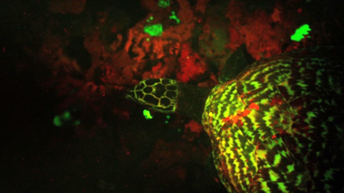 Scientist Discover Their First Biofluorescent Turtle CNN