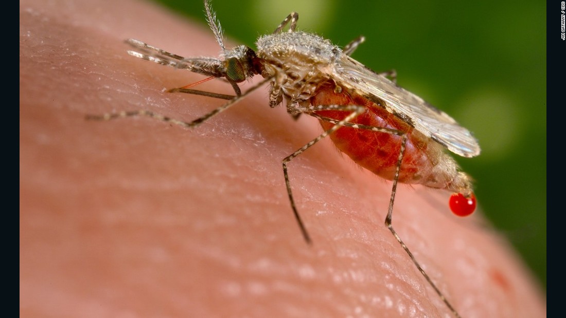 scientists-create-malaria-blocking-mosquito-cnn