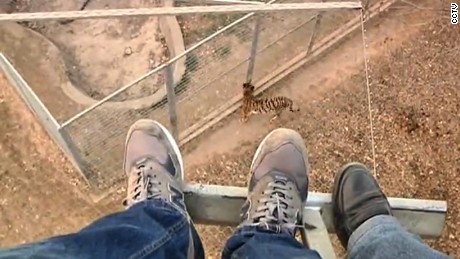 cnnee vo china zoo men jump to tigers _00002109