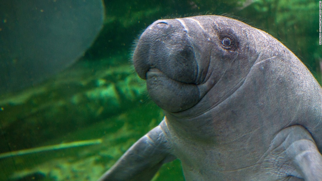 Manatees no longer endangered in U.S., agency says CNN