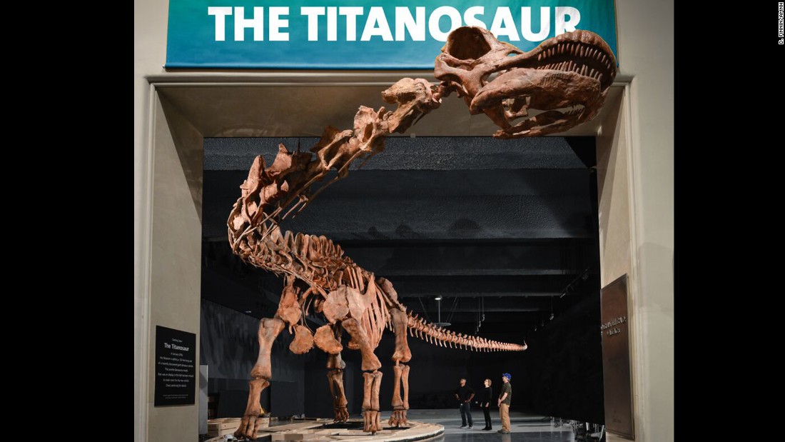 Resultat d'imatges de titanosaur fossil