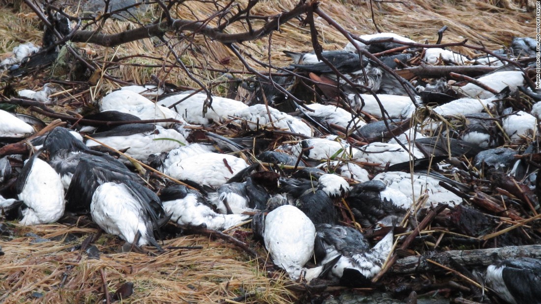 Thousands Of Birds Found Dead Along Alaskan Shoreline - CNN