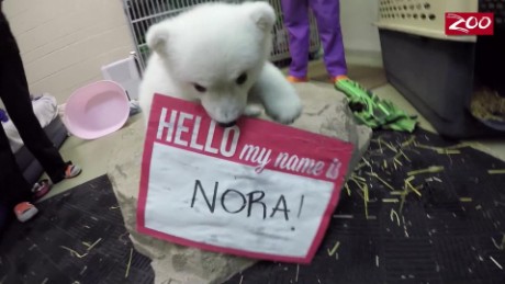 cnnee vo oso polar bebe ya tiene nombre _00001420