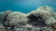 Dramatic coral bleaching, seen in Australia's Great Barrier Reef from March 2016.