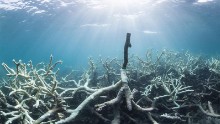 Some of the bleaching of reefs in the northern section has been described as "extreme."