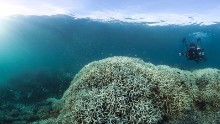 Bleaching occurs when the marine algae that live inside corals die. Of the reefs surveyed in the northern third of the Great Barrier Reef, 81% are characterized as "severely bleached."