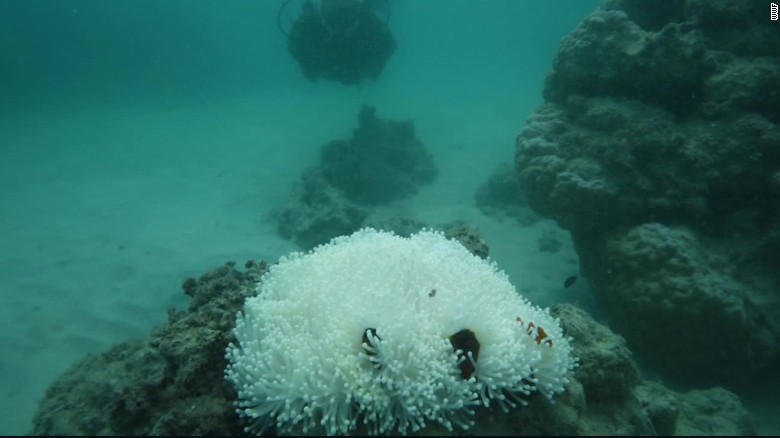 Images Show Coral Bleaching In Great Barrier Reef - CNN