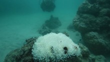 "At some reefs, the final death toll is likely to exceed 90%," Andrew Baird, of the ARC Center of Excellence for Coral Reef Studies, says.