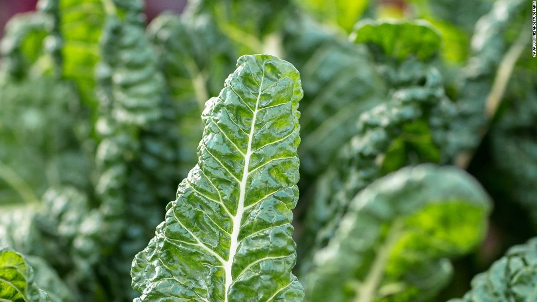 Listeria triggers major recall of veggies across US and Canada 19