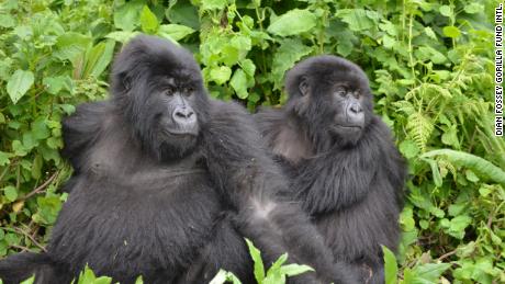 Mountain gorillas that the Dian Fossey Gorilla Fund protects in Volcanoes National Park, Rwanda.