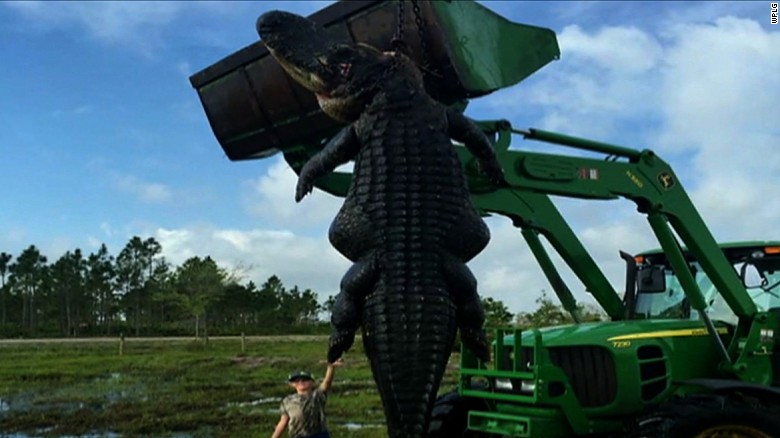 Monster 780 pound Gator Caught In Florida CNN