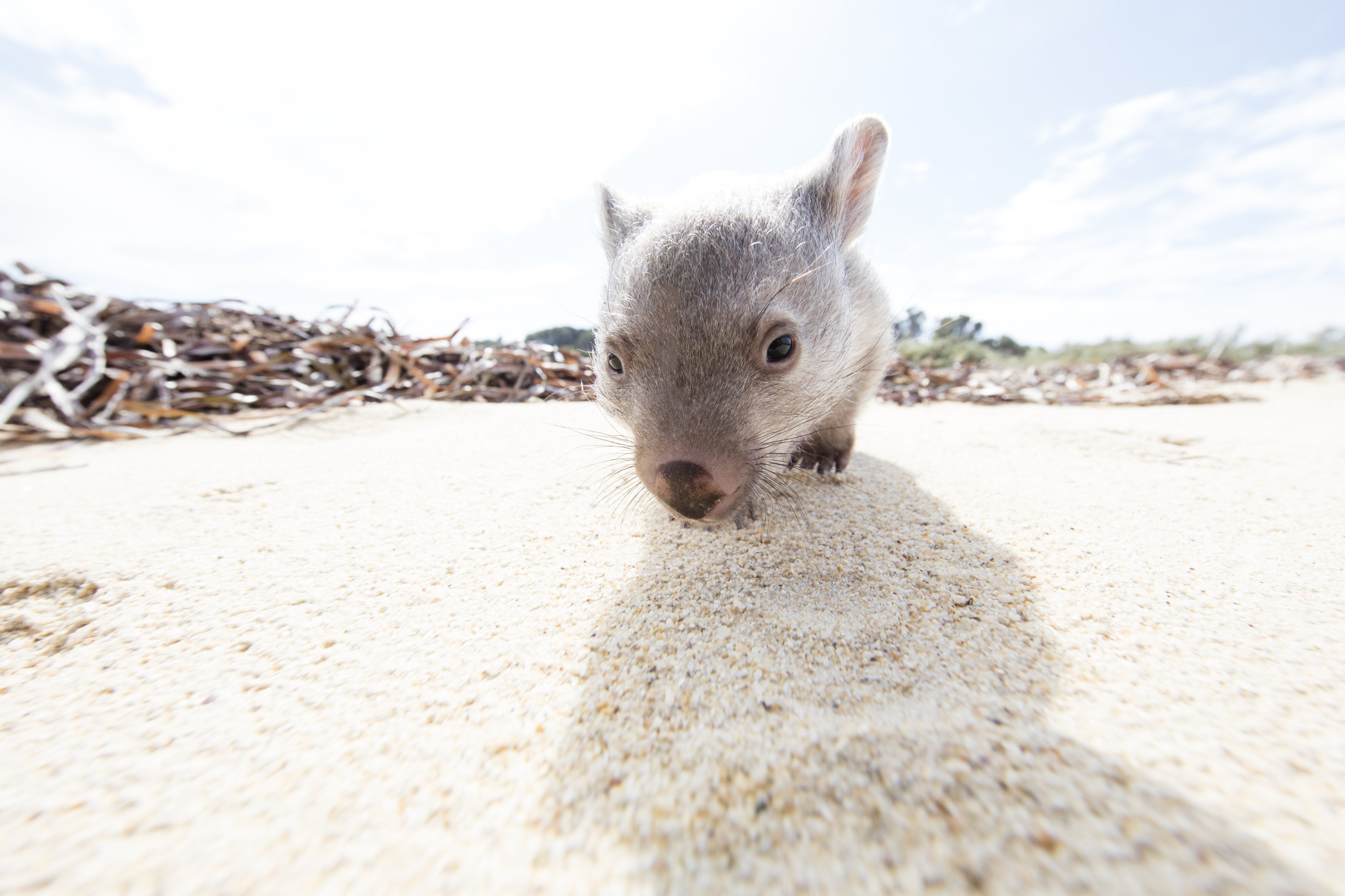 The Chief Wombat Cuddler Position Is Open Cnn Travel