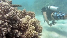 Of the reefs surveyed in the northern third of the Reef, 81% are characterized as "severely bleached."