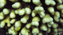 Driven by ocean temperatures that have been 1-2 degrees Celsius (1.8-3.6° F) above average, the bleaching event has left large sections of coral drained of all color and fighting for survival.