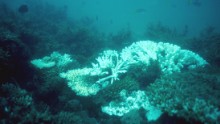 The Reef has suffered two mass bleaching events, in 1998 and 2002, but the extent of the bleaching in these years was less severe than in 2016.