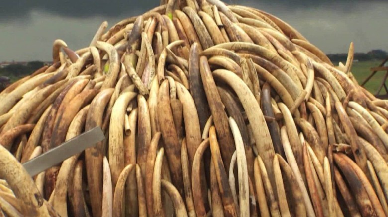 Kenya ivory burn: Millions of dollars of tusks, horn to go ...