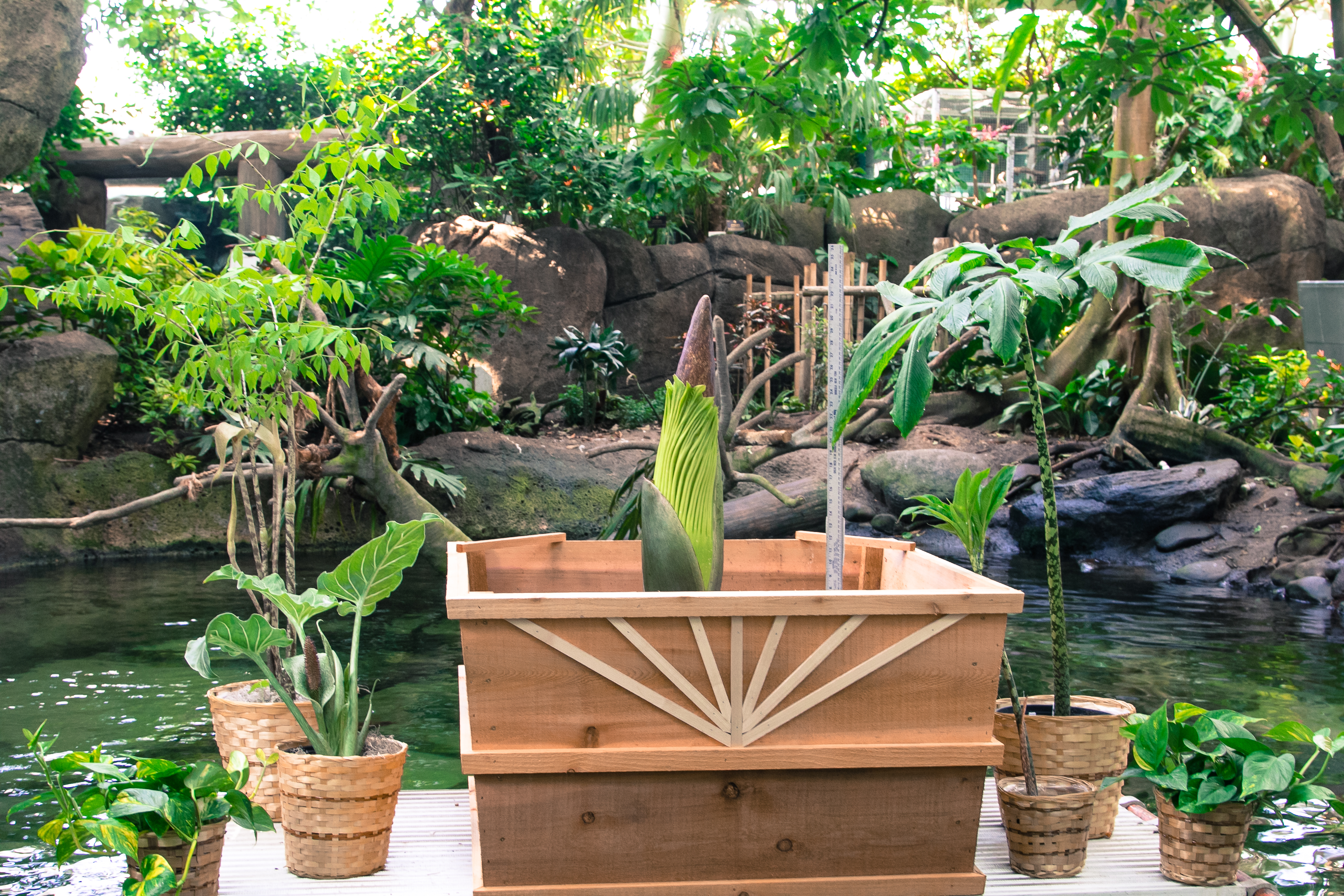 What S That Smell Giant Corpse Flower Blooms In Texas Cnn Travel