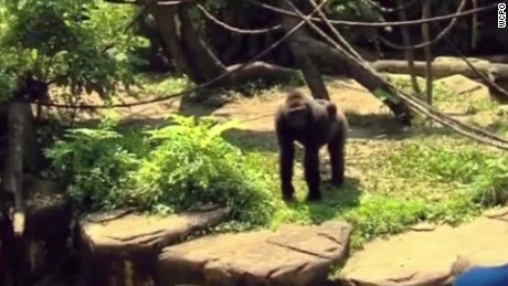 boy falls enclosure gorilla killed witness nr_00000322.jpg