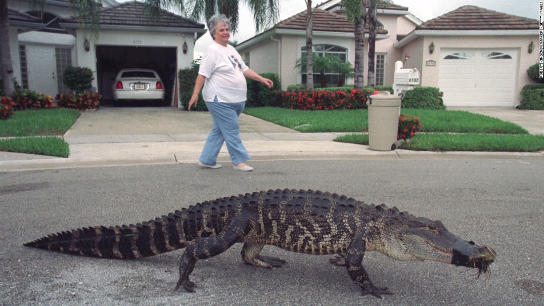 Florida Alligators Rarely Killers Central To States Identity Cnn