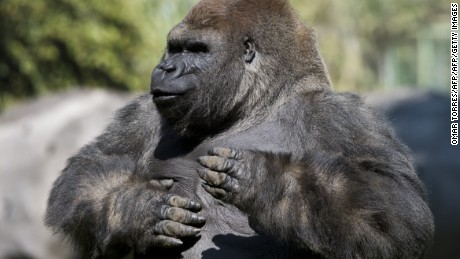 Bantu, a Silverback gorilla, hits its chest at the Chapultepec zoo in Mexico City on January 09, 2014. AFP PHOTO/OMAR TORRES        (Photo credit should read OMAR TORRES/AFP/Getty Images)