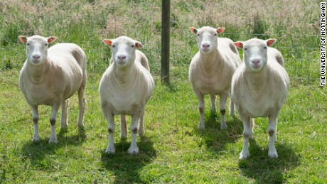 20 years after Dolly the sheep, potential of cloning remains unclear