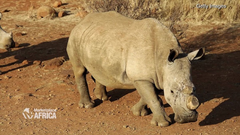 west african black rhinoceros poaching