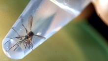 An Aedes aegypti mosquito in a laboratory at the University of El Salvador, in San Salvador.