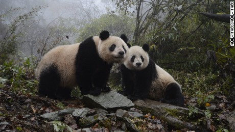 Sixteen year old panda, YeYe and her two-year-old female panda Hua Jiao explore their enclosure at the Wolong Nature Reserve managed by the China Conservation and Research Center for the Giant Panda in Sichuan province, China October 31, 2015.  YeYe&#39;s 2 year old cub was released at the Liziping National Nature Reserve on November 19, 2015. Hua Jiao is the fifth panda released into the wild over nine years. (Photo by Ami Vitale)
