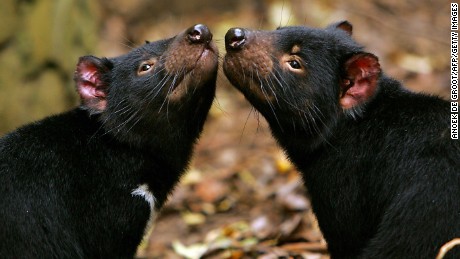 Neue Hoffnung im Superbug-Kampf: Tasmanische Teufelsmilch