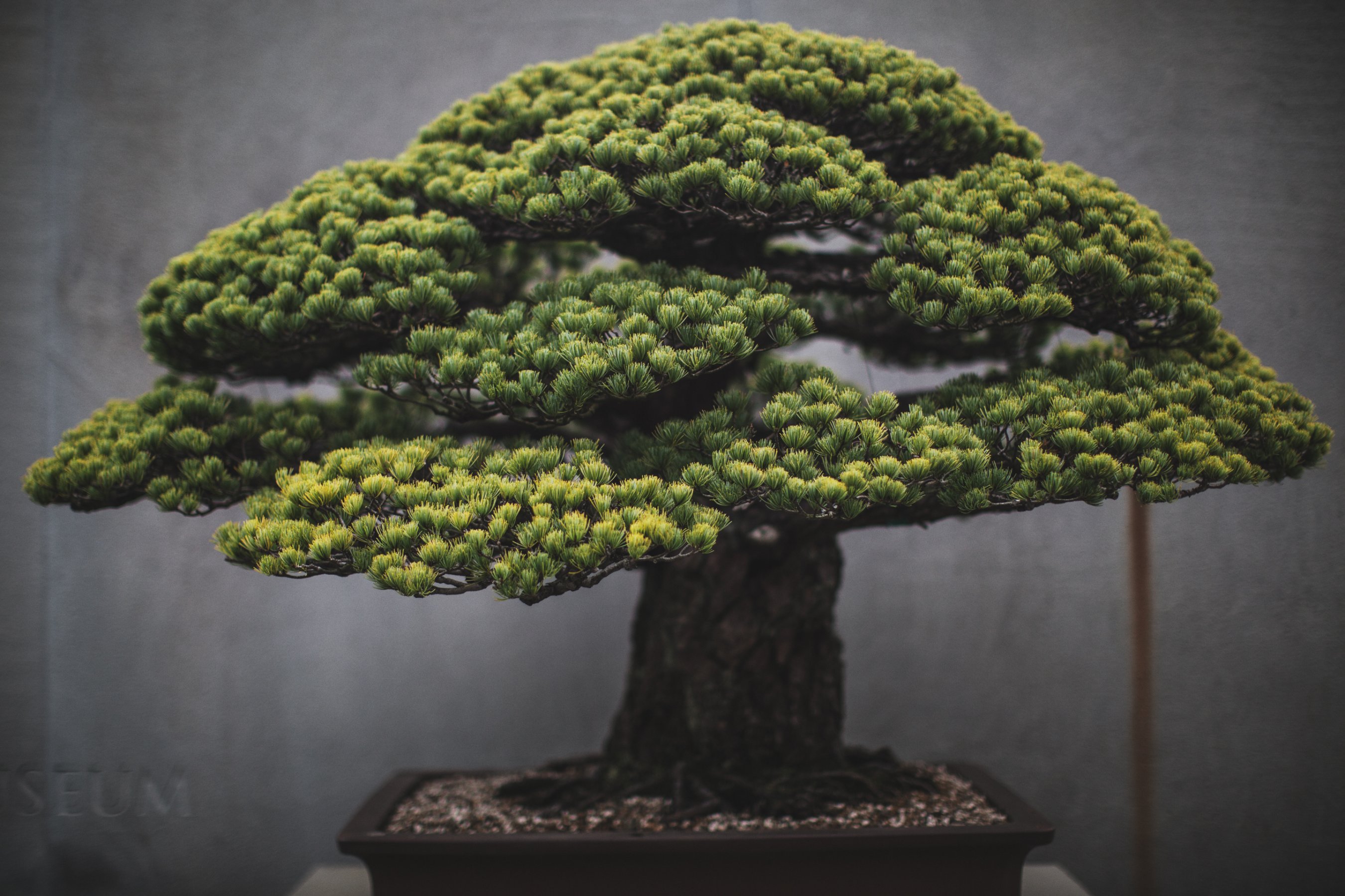 The Art of Bonsai: A Comprehensive Guide