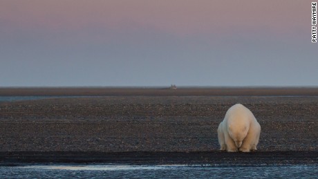Polar bears will struggle to survive if climate change continues, says report