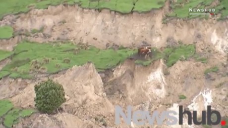 These cows survived the powerful earthquake in New Zealand ORIG _00000612.jpg