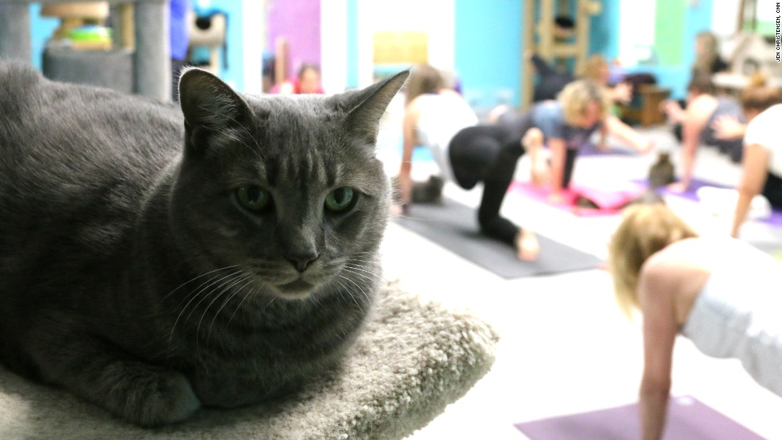 Cat Yoga The Mewest Exercise Trend Cnn