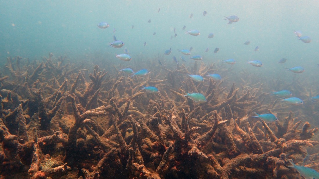 Great Barrier Reef: Australia's Natural Wonder Suffers Worst Ever Coral ...