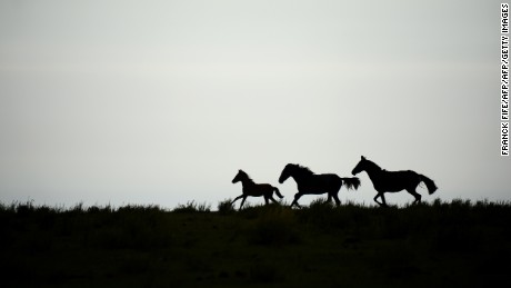 Horses run during the Stage 9 of the Dakar 2013 between Tucuman and Cordoba, Argentina, on January 14, 2013. The rally takes place in Peru, Argentina and Chile between January 5 and 20.  AFP PHOTO / FRANCK FIFE        (Photo credit should read FRANCK FIFE/AFP/Getty Images)
