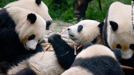 China saved the giant panda, but conservation efforts ignored other species, says new study