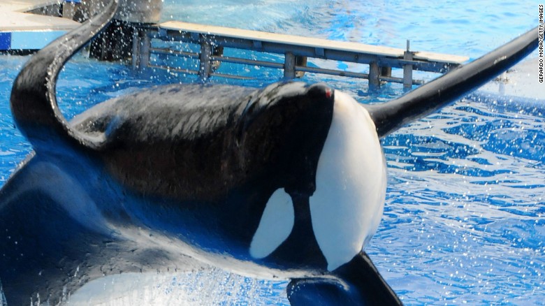 Tilikum, Killer Whale At Center Of 'Blackfish,' Dies - CNN