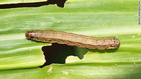 Armyworm invasion destroys crops in southern Africa
