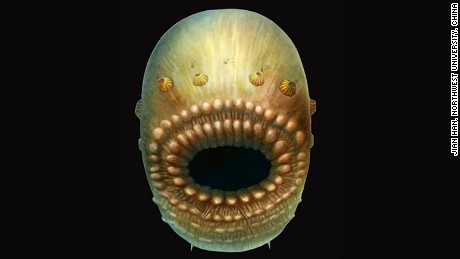 Esta antiga criatura marinha em forma de bolsa é nosso primeiro ancestral?