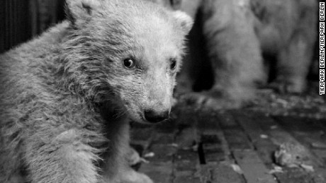 4-month-old Fritz, the beloved Berlin zoo polar bear, dies