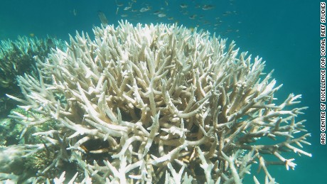 Bleached staghorn coral on the Great Barrier Reef