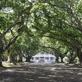 labourdonnais-orchard