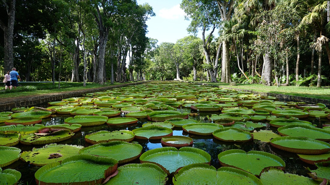 &lt;strong&gt;SSR Botanical Gardens -- &lt;/strong&gt;With towering palms and plant species from around the world, the Sir Seewoosagur Ramgoolam Botanical Gardens are a favorite picnic spot for Mauritians.