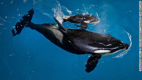 Death of a killer whale, the last to be born at SeaWorld
