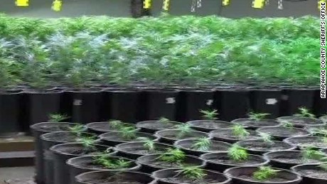colorado illegal pot busts cabrera dnt_00002004.jpg