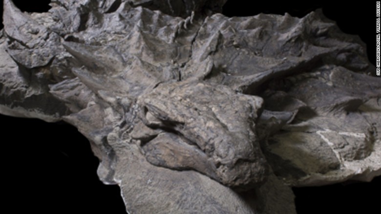 dinosaur fossil preserved