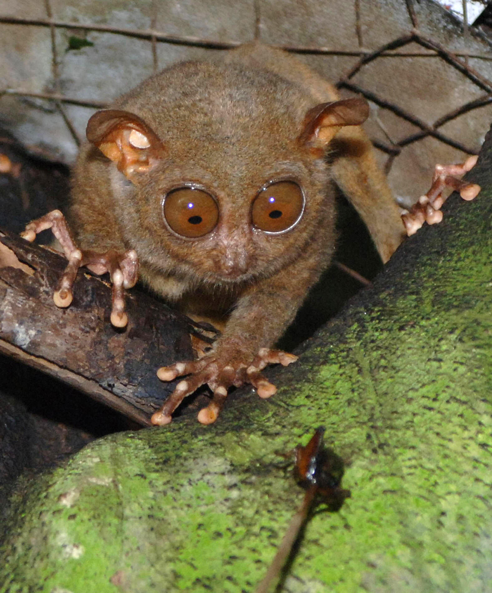 Philippine Tarsier World S Second Smallest Primate Cnn Travel,How Long Is A Dog In Heat After She Starts Bleeding