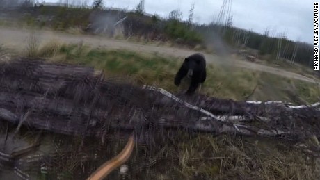 bear attacks hunter 
